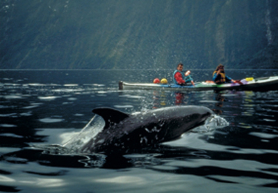 Sea Kayaking with Dophins