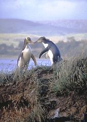 Yellow Eyed Penguins